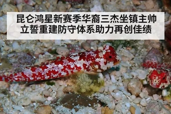 昆仑鸿星新赛季华裔三杰坐镇主帅立誓重建防守体系助力再创佳绩